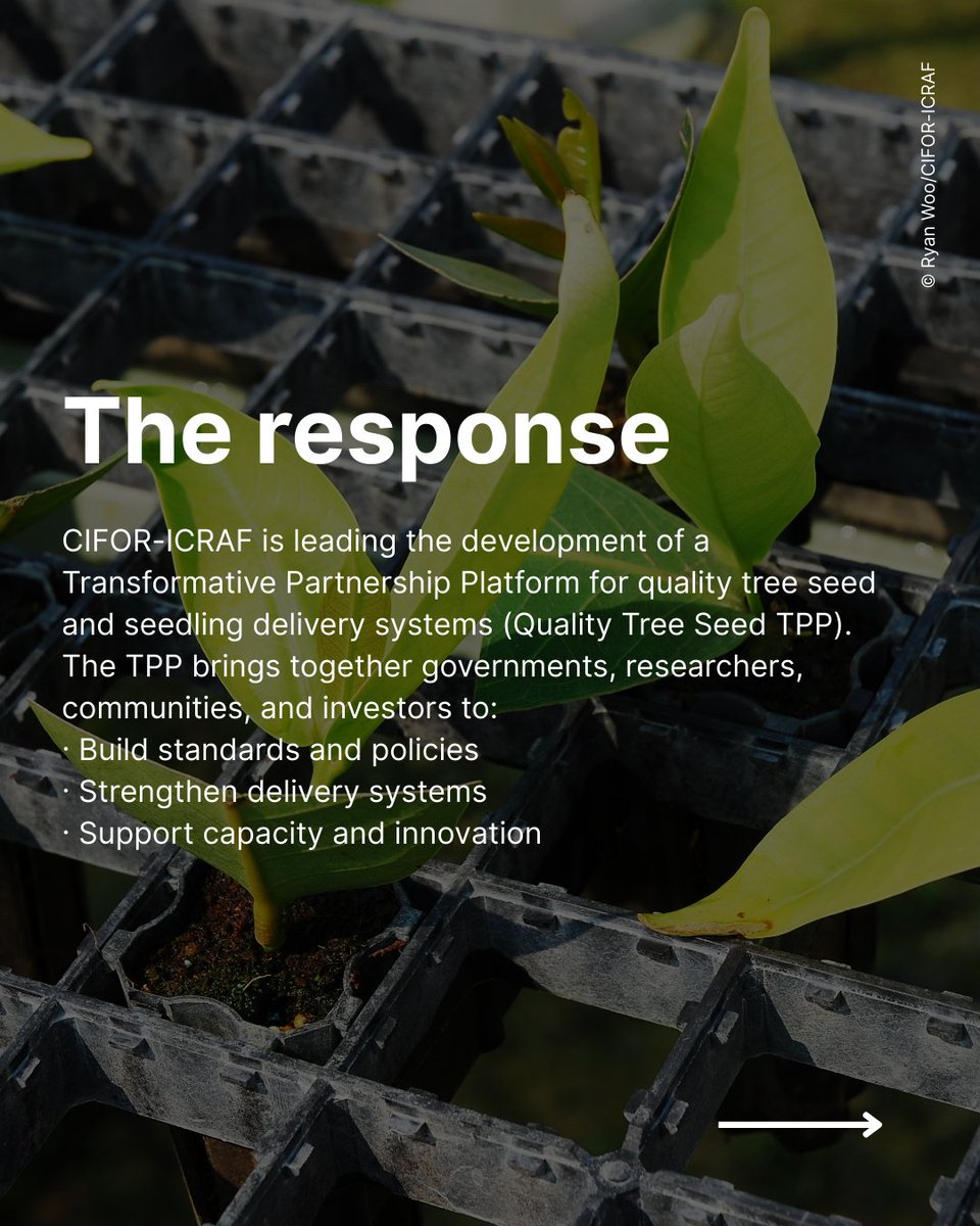 CIFOR_ICRAF's tweet image. 🌱 Restoration starts with the right seed.
CIFOR-ICRAF is leading the Quality Tree Seed Transformative Partnership Platform (TPP), a global effort to ensure access to high-quality, diverse, and locally appropriate seeds and seedlings.
Learn more about the TPP:🔗…