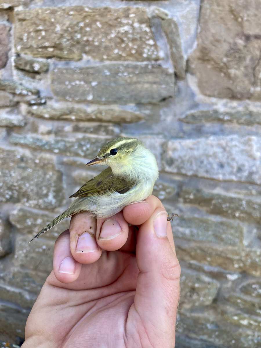 alpine_swift_'s tweet image. A nice surprise this morning when Rob and I caught this Greenish Warbler in one of the Heligoland traps @NRonBirdObs!