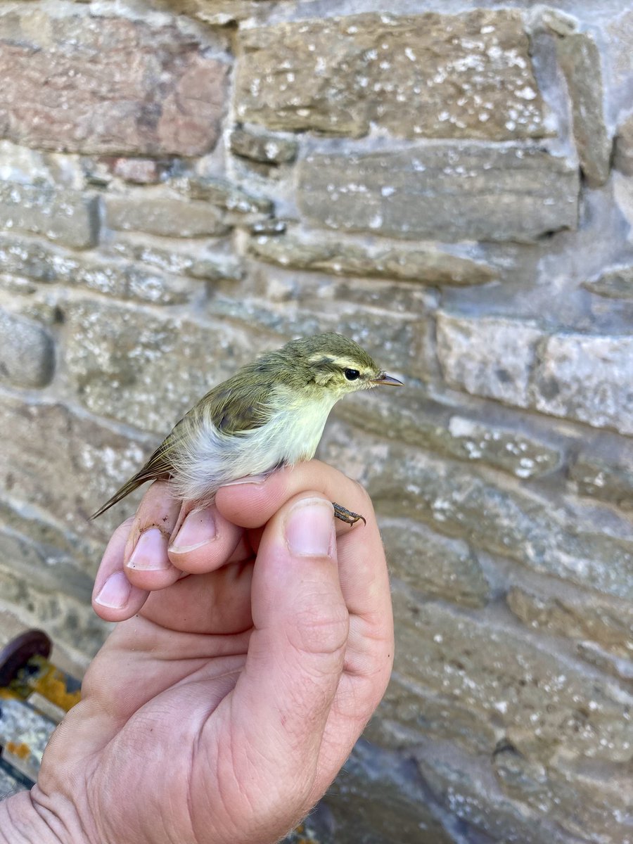 alpine_swift_'s tweet image. A nice surprise this morning when Rob and I caught this Greenish Warbler in one of the Heligoland traps @NRonBirdObs!
