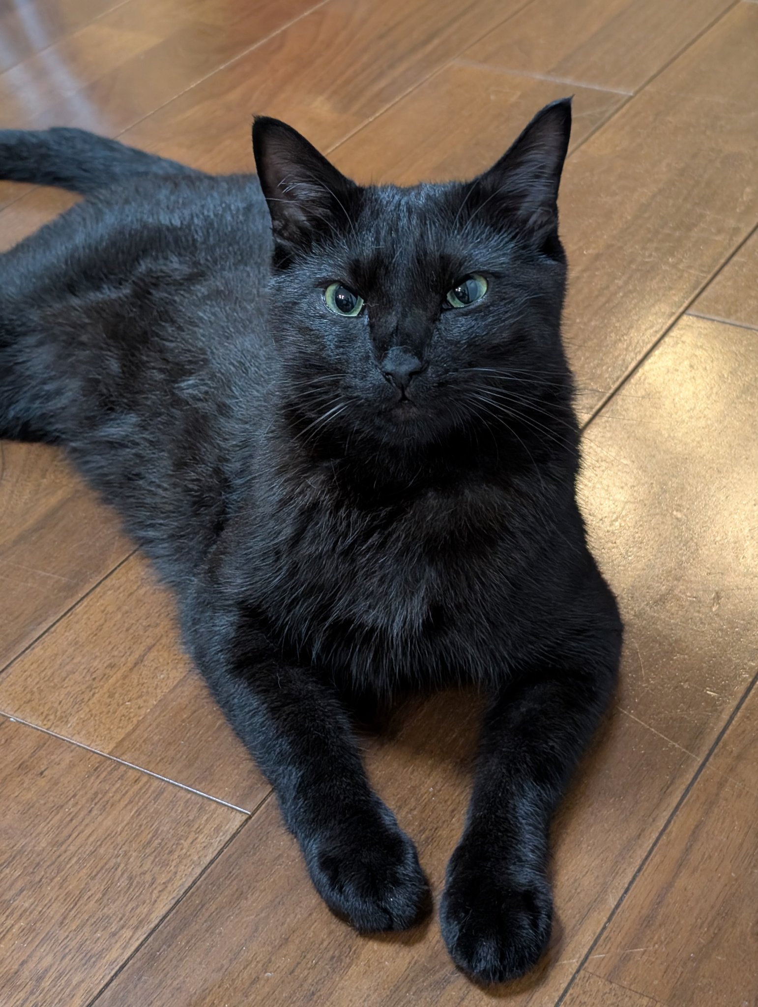 鳥猫 on X: 