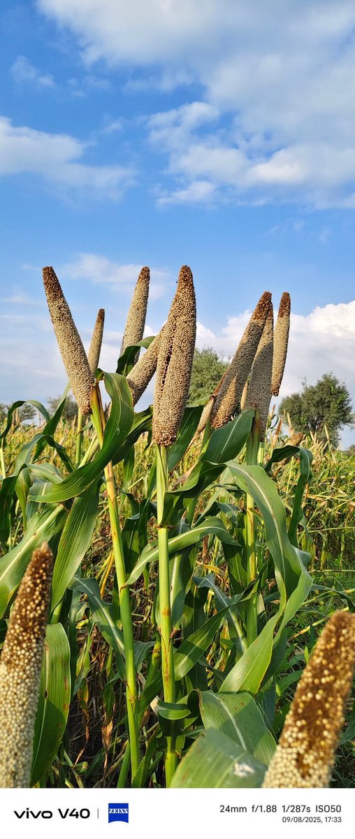 भारत कृषि प्रधान देश है 🌾👩‍🌾, और जैसे इंदिरा गांधी–बंसीलाल के समय बाजरा व गेहूँ की नई किस्मों से हरियाणा/भारत में हरित क्रांति आई थी, वैसे ही आज के प्रधानमंत्री को भी खेती पर उतना ही ज़ोर देना चाहिए।
👉 नई उन्नत किस्में
👉 सिंचाई व पानी बचत तकनीक
👉 किसानों को उचित दाम (MSP)
👉