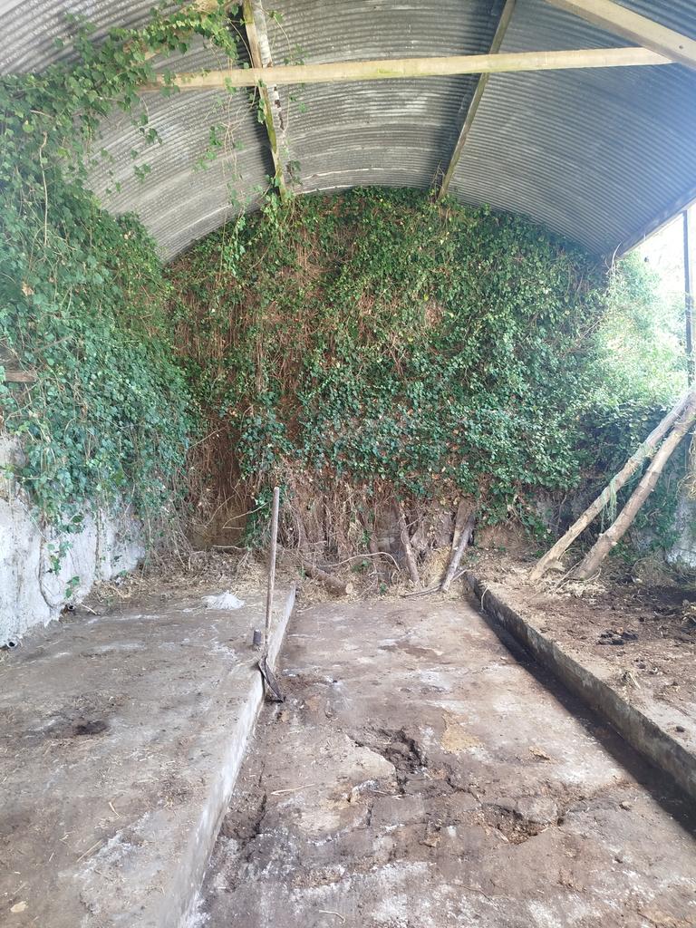 This shed has been out of proper use for nearly 20 years, pulled out all the cubicle barriers and going to put a floor in it, roof is perfect on it but ivy has taken over one side, any tips on how to kill it? Cut it at the butt of the root? Roots are on the outside of the shed...
