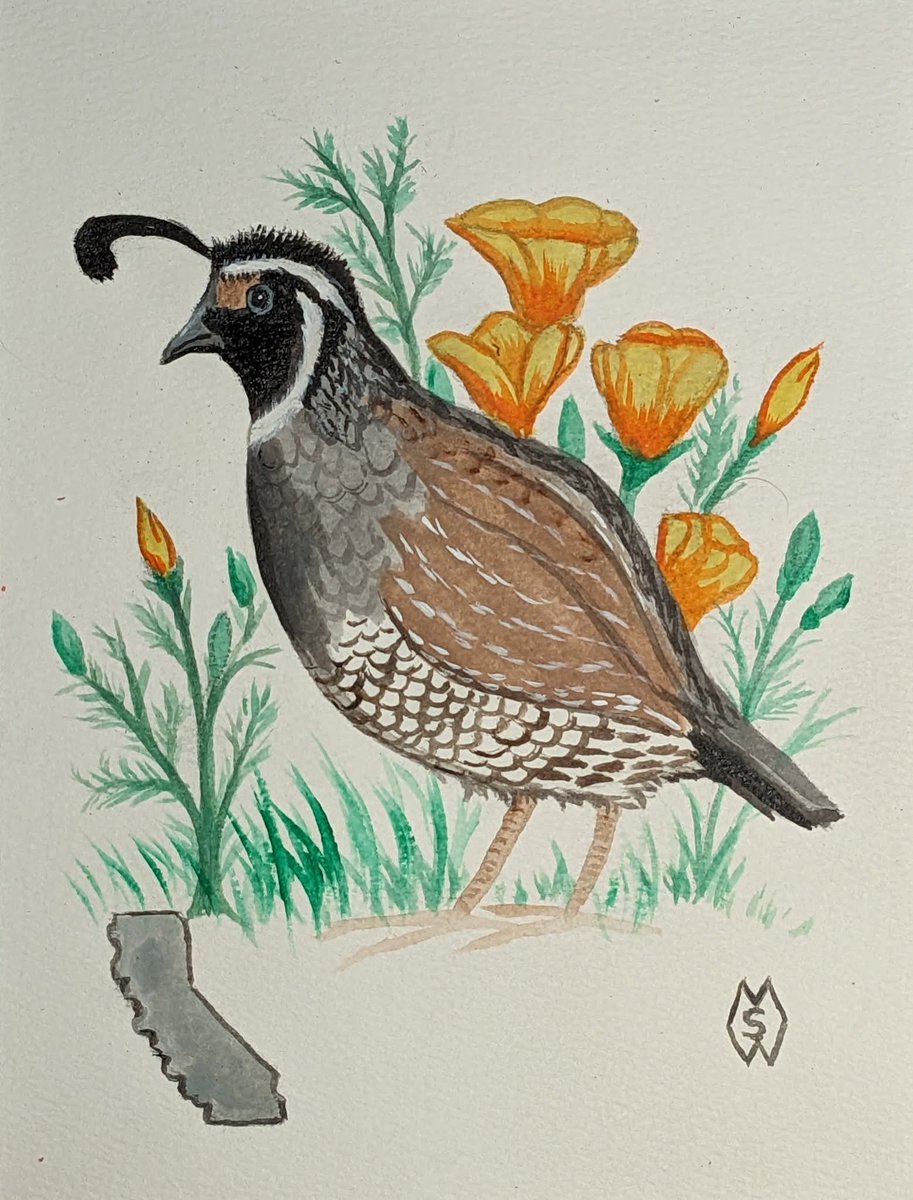 MattStarrFineA1's tweet photo. This is my painting of the California state bird and flower, which are the California quail and California poppy.  https://t.co/ho88EWklsG 

#mattstarrfineart #art #paintings #California #bird #birds #CaliforniaQuail #quail #quails #flower #flowers #poppy #poppies https://t.co/pqC98AZNo3