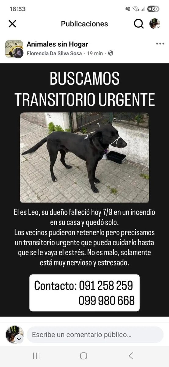 MatuNogueira's tweet photo. Transitorio o adopción cariñosa y responsable para él, quedó solito ! https://t.co/bGLNI6IK6E