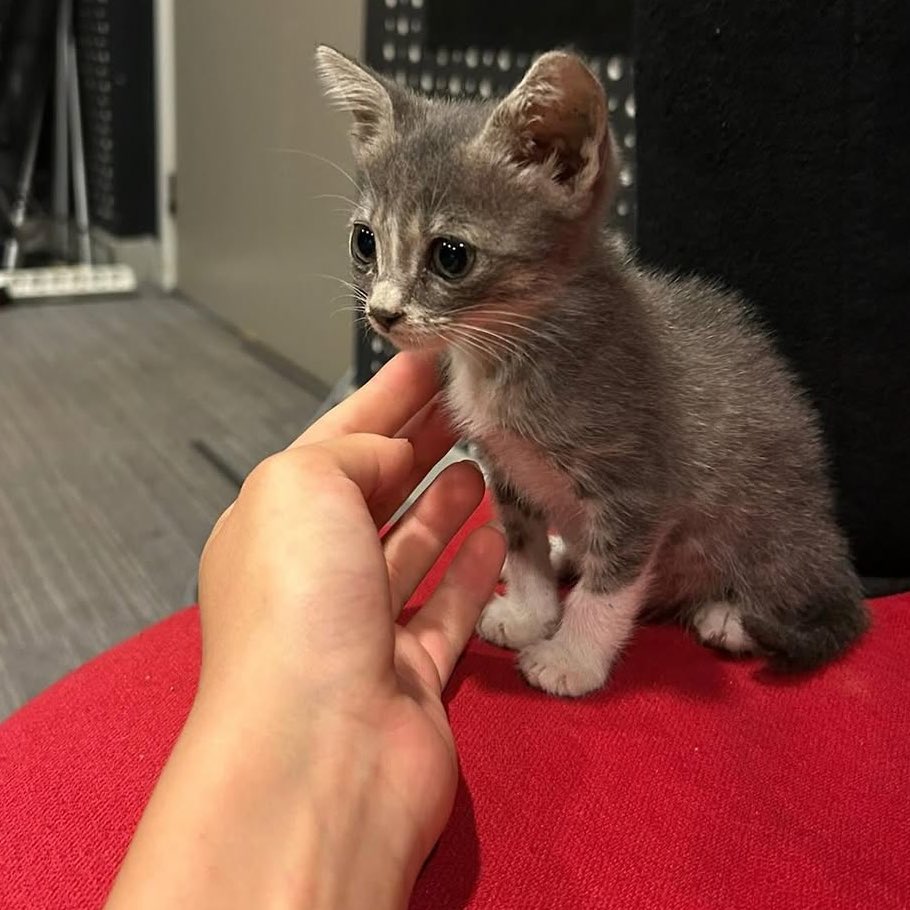 KEDI ILANI
2 aylik disi, Istanbul
Bu minik oyuncu fareye yuva olmak istemez misiniz?? Kuma aliskin, ic dis paraziti yapildi. Ailesinin onu bulmasini bekliyorr