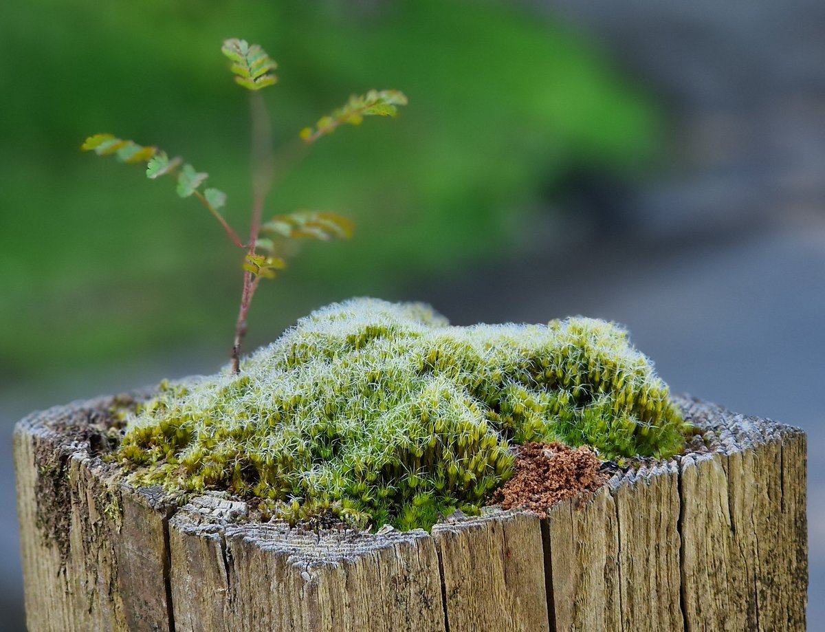 There's an entire ecosystem on this fence post; it regrows ever year, each time subtly different.