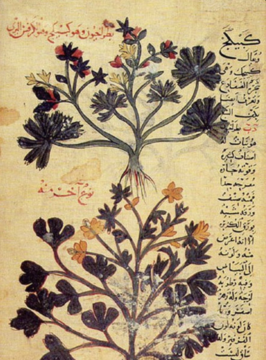 Ekrem Malbat (@malbat_ekrem) on Twitter photo Abu Hanifa Dinawari al-Kurdi (828-896) 
astronomer, agriculturist, botanist, metallurgist, geographer, mathematician, and historian.
In my opinion, he is one of the rare geniuses in human history. When you examine his work titled "Ilmi Nebat" you can also see that he was an Abu Hanifa Dinawari al-Kurdi (828-896) 
astronomer, agriculturist, botanist, metallurgist, geographer, mathematician, and historian.
In my opinion, he is one of the rare geniuses in human history. When you examine his work titled "Ilmi Nebat" you can also see that he was an