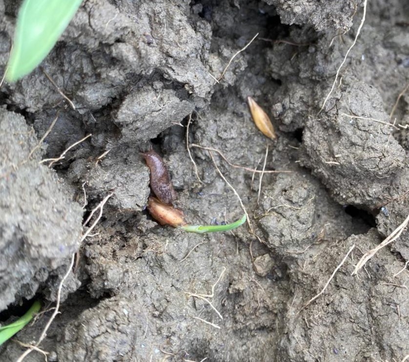 Wees alert op #slakken. Onder vochtige omstandigheden in het najaar komen ze voor in diverse gewassen. Neem tijdig maatregelen en voorkom schade aan pas ingezaaide percelen. Advies nodig? Vraag het uw #Wesemael #adviseur.