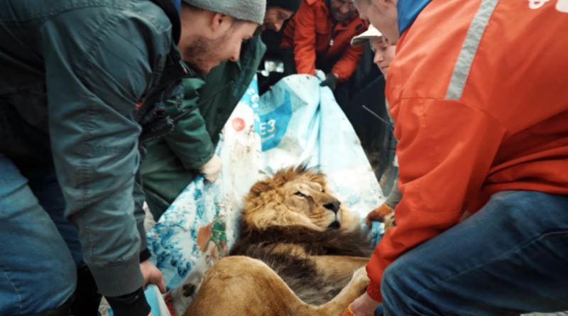 AWFJ's tweet photo. Lynn Venhaus reviews the harrowing, "heart-tugging" documentary #CheckpointZoo, about the care &amp; evacuation of the Feldman Ecopark in Kharkiv, Ukraine. She says it "convinces you to care deeply about the mental health and well-being of the animals": https://t.co/2Lfu2KWTXC https://t.co/dd9Cvq6Egh