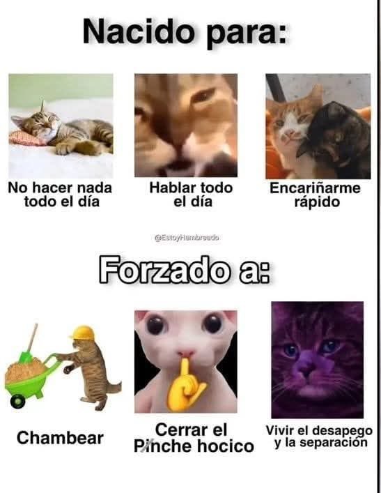 nacional_memes's tweet image. 🐶