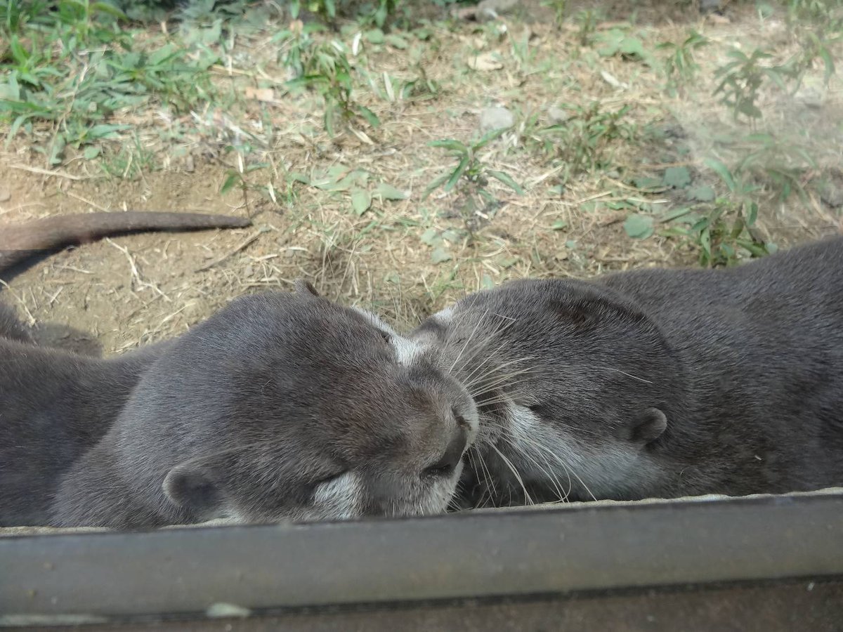 かわうそさん カワウソさくら on X: 