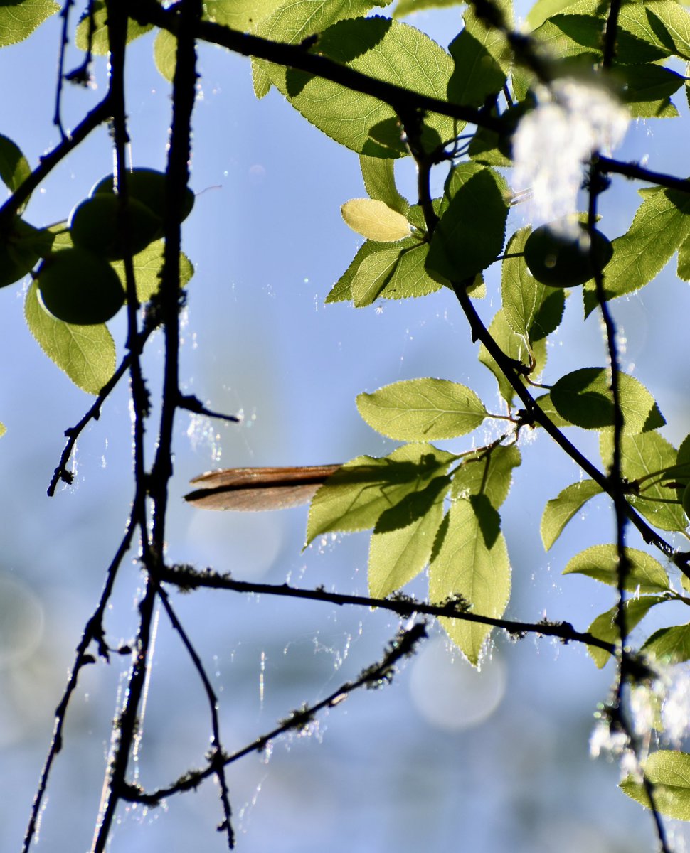kirsten_fernand's tweet image. share your photographs with a Bokeh background #photography #bokeh