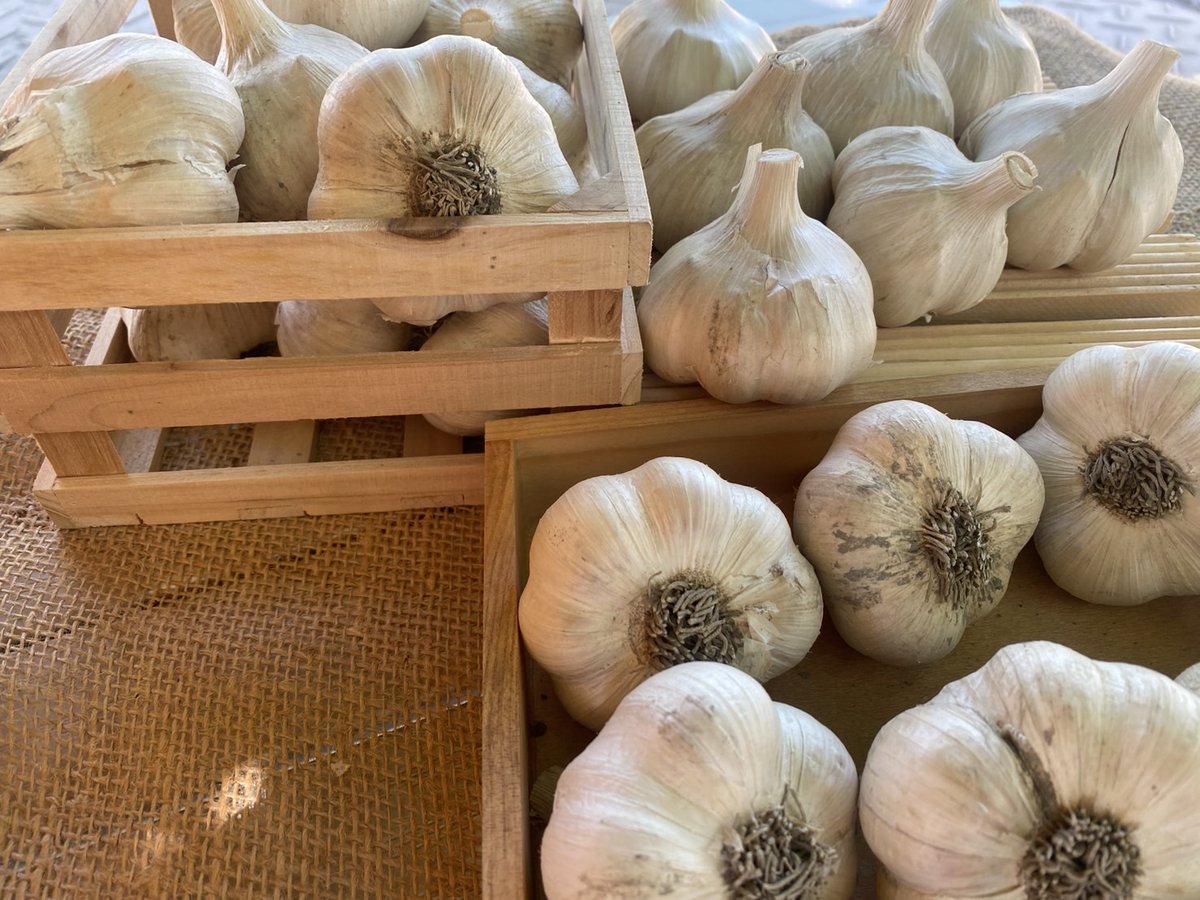 先代がこだわっていた青森県産ニンニク。
安曇野市の「FARMER AZUMAYA」さんから直接仕入れさせていただくことになりました！

#ラーメンの店茶廊 #長野 #長野市 #鶴賀 #権堂 #茶廊 #二代目茶廊 #町中華 #ラーメン #餃子 #深夜営業 #長野中華そば #中華そば #長野グルメ #おいしい #nagano
