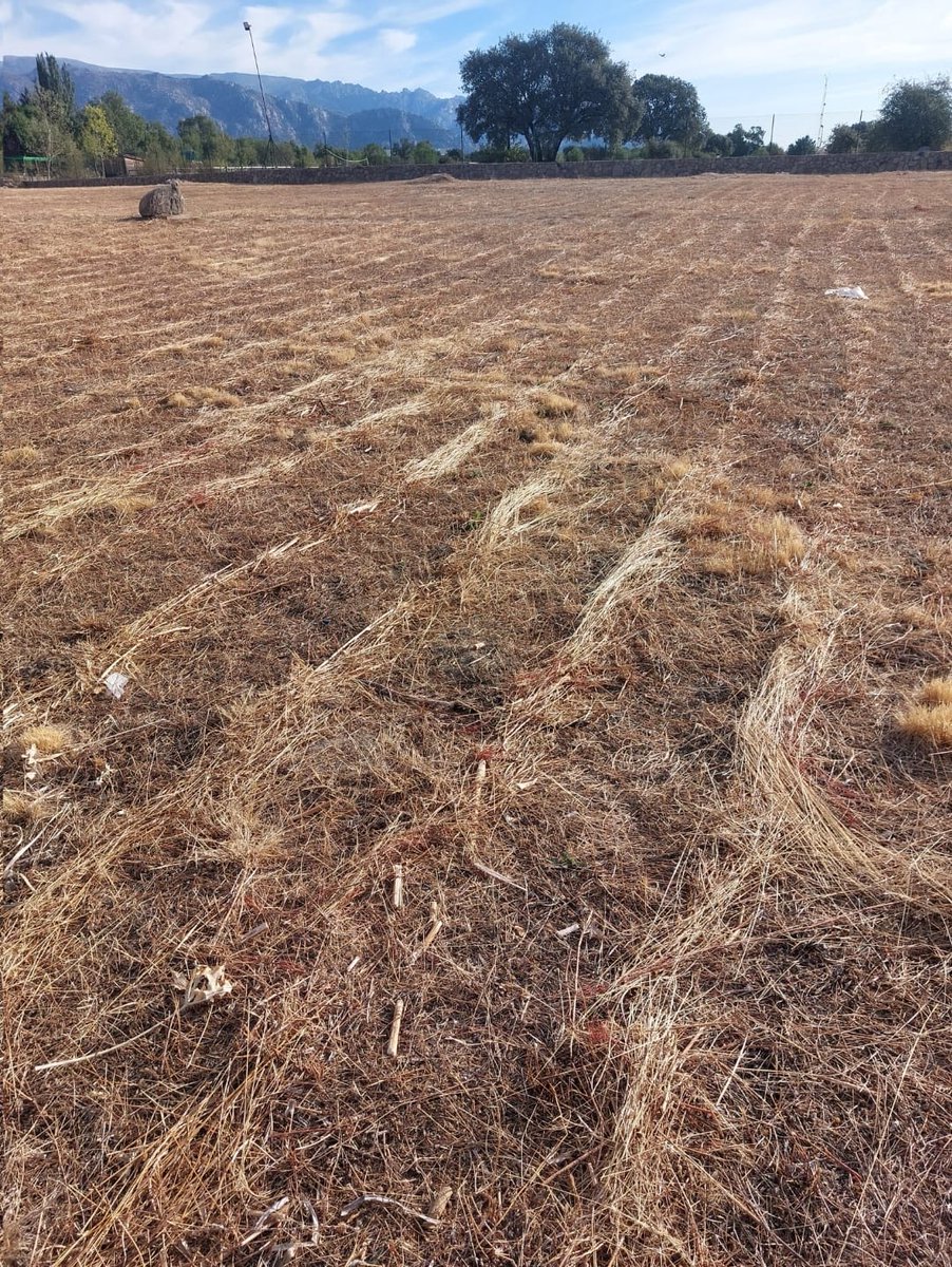 🌳 Otra vez hoy a mediodía, el Ayuntamiento <a href="/Moralzarzal/">Ayuntamiento de Moralzarzal</a> segando con segadora de gasolina y cuchillas, en peligro alto de incendios, en terreno forestal y sin la preceptiva autorización de <a href="/EmergenciasMad/">Emergencias Madrid</a>. Ilegalidad de imprudentes temerarios.