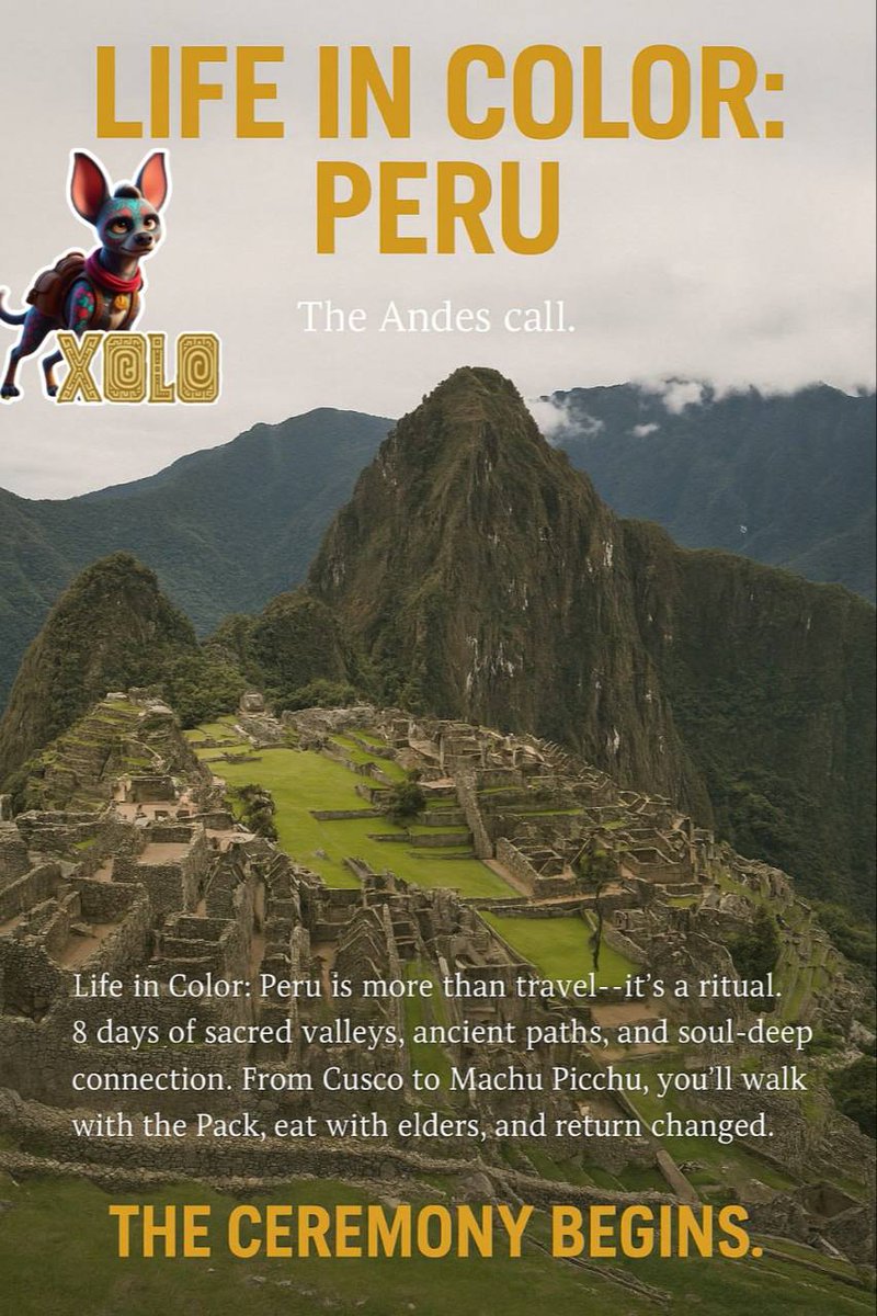 Xolo tweet media