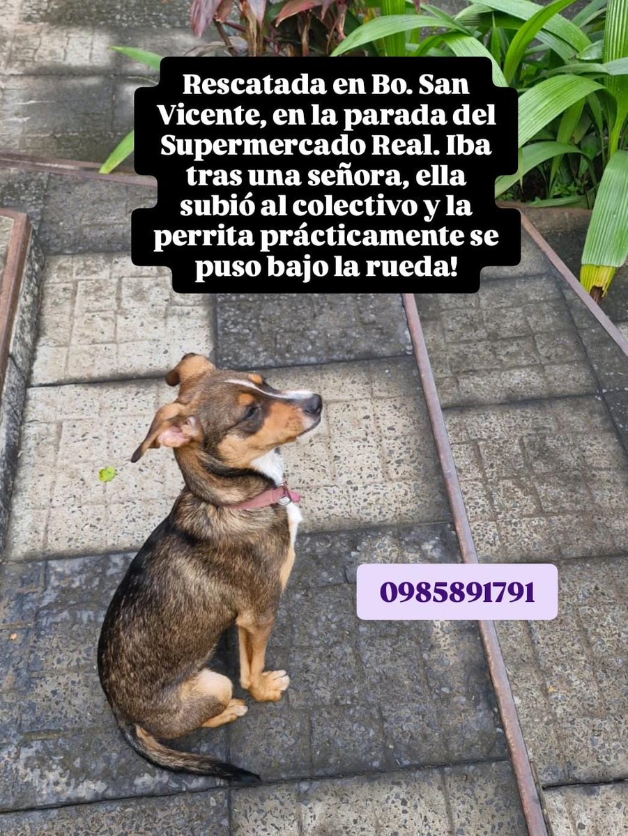 Nos ayudan a compartir...🐾❤️