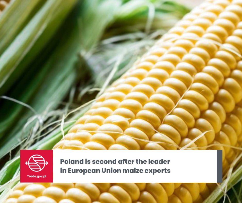 🌽In the 2024/25 season, #Polish #exporters  sent 617,500 tonnes of #maize outside the #EuropeanUnion which is 13%  more than a year earlier (548,400 tonnes). As a result, Poland is already responsible for 26 percent of #EU exports of this #grain and ranks second in the ranking