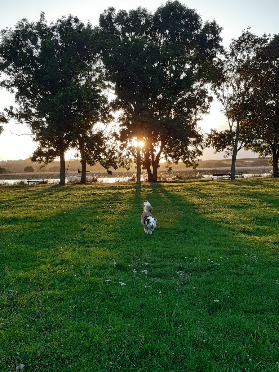 SatLilacs's tweet photo. I'm in the doghouse!๐ฌ Took ๐Poppy for a lovely walk last night and got her to pose in front of some trees for #TreeClub๐ณ & forgot to post them!๐คฆโโ๏ธShe's not happy with me as the posing took time away from her ball chasing joy - oops! ๐๐
#BallIsLife ๐ฅ #ColliesRule https://t.co/iPSZwnJCEk