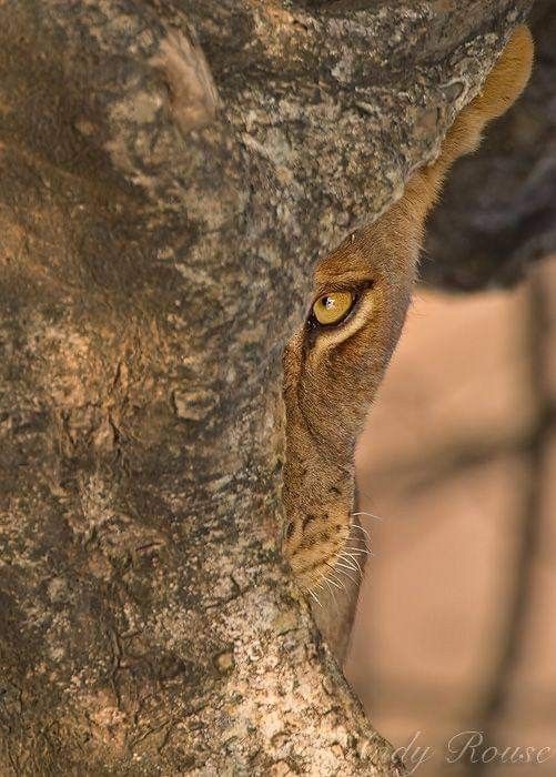 you don't see it, but it sees you 👁️