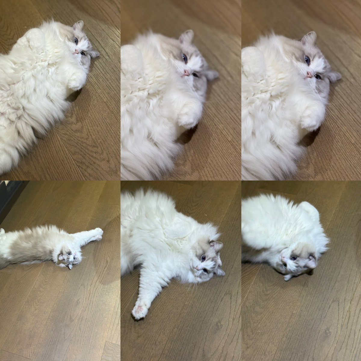 ลุจี้
คุณภาพ : น่ารักดี
ลักษณะ : อ้วน