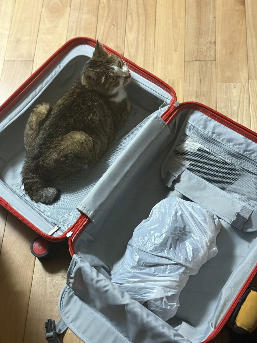 花房さくら tweet media