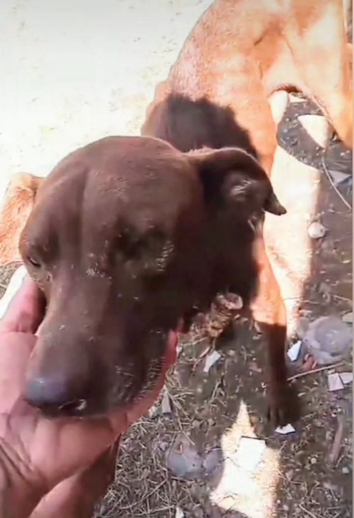 Estamos sin alimentos 
Endeudadas no podemos mas 
Si no pagamos lo que debemos no comen 💔 no nos fian el balanceado.
Ayudanos a ayudar 🫂 
Alias PATITASBUDGEOK 
Banco nación 
Alias PATITASBUDGE
Mercado pago 
MAGDALENA caceres