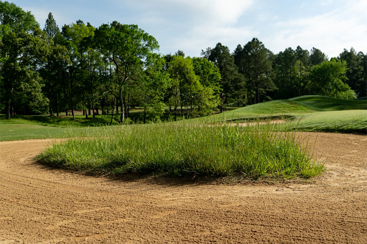 Musgrove Mill Golf Club tweet media