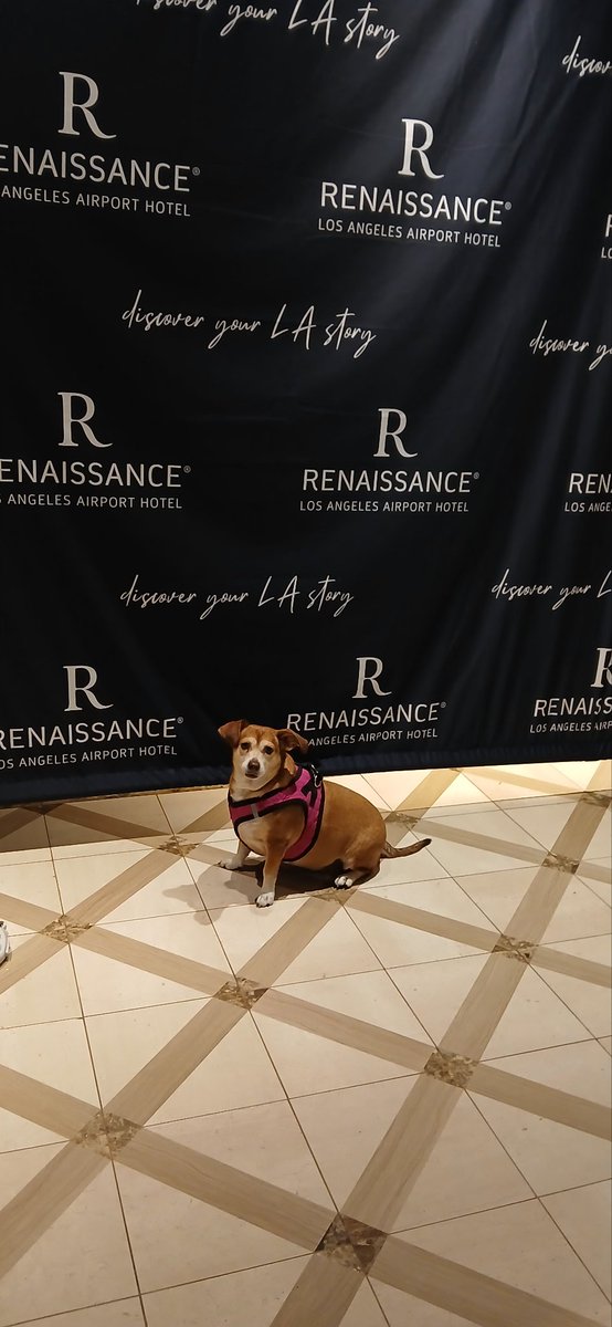 Journey Uninterrupted (@cheryletaylor) on Twitter photo My little star Chicka is quite the traveler! <a href="/RenHotels/">Renaissance Hotels</a> <a href="/MarriottBonvoy/">Marriott Bonvoy</a> #marriottbonvoy #travel #pettravel #furryfriends My little star Chicka is quite the traveler! <a href="/RenHotels/">Renaissance Hotels</a> <a href="/MarriottBonvoy/">Marriott Bonvoy</a> #marriottbonvoy #travel #pettravel #furryfriends