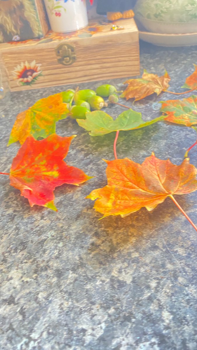 Frogletiscool's tweet image. Nice walk today with Rocky tomorrow going to try get some pictures of apple trees 🍎🍏 @FredTedOlga @spauldingtbear @BearBendor72384 @mpambrun @monkey_maisie @nolongernakie @stuffierescue @gaels_home