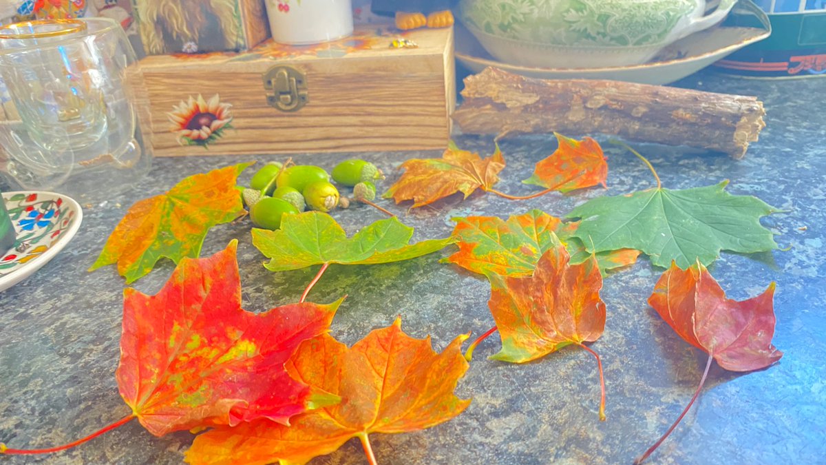 Frogletiscool's tweet image. Nice walk today with Rocky tomorrow going to try get some pictures of apple trees 🍎🍏 @FredTedOlga @spauldingtbear @BearBendor72384 @mpambrun @monkey_maisie @nolongernakie @stuffierescue @gaels_home