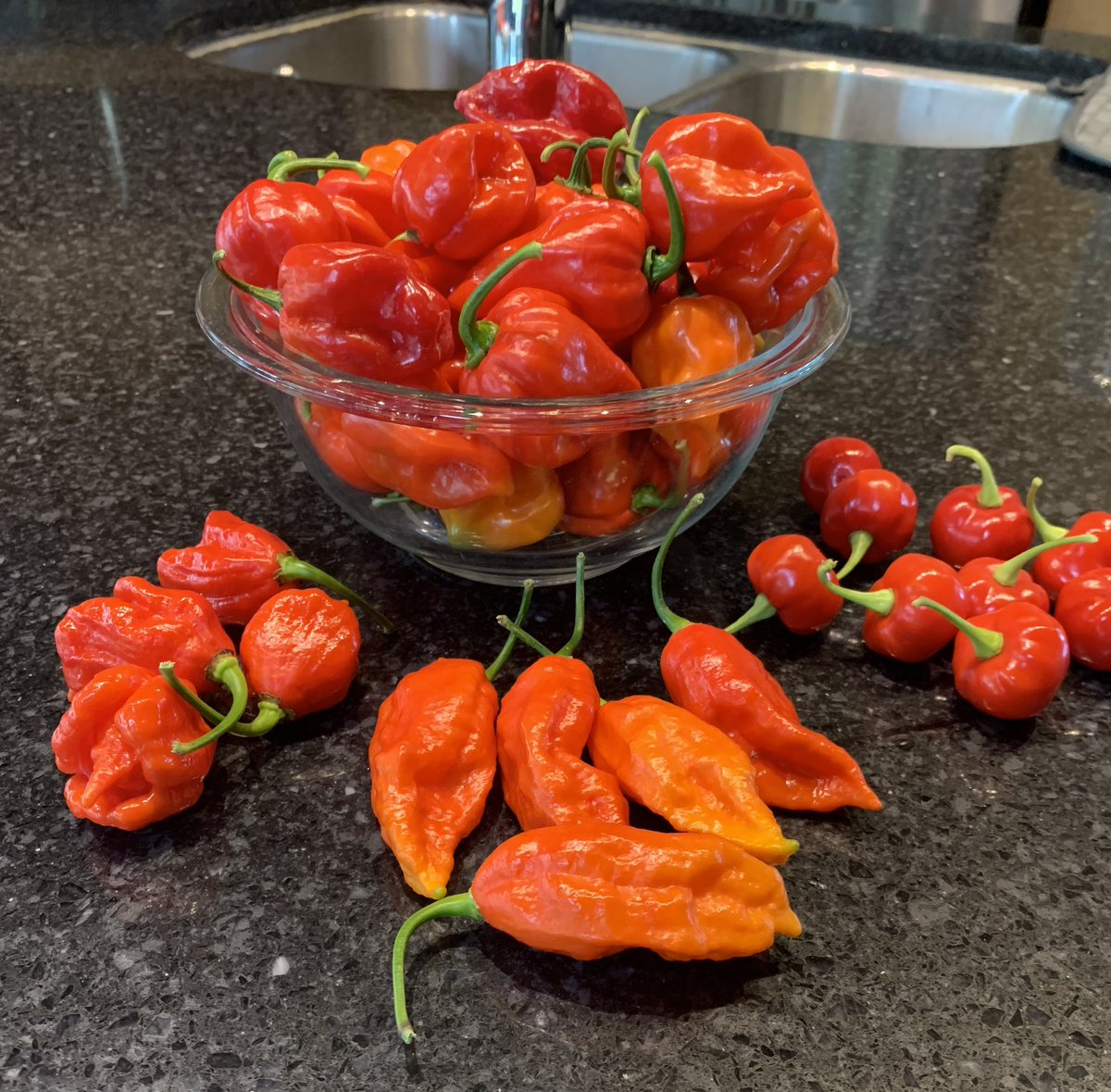 Harvest day! 🌶️🔥🔥🥵 #hotpepperlife #burnstwice