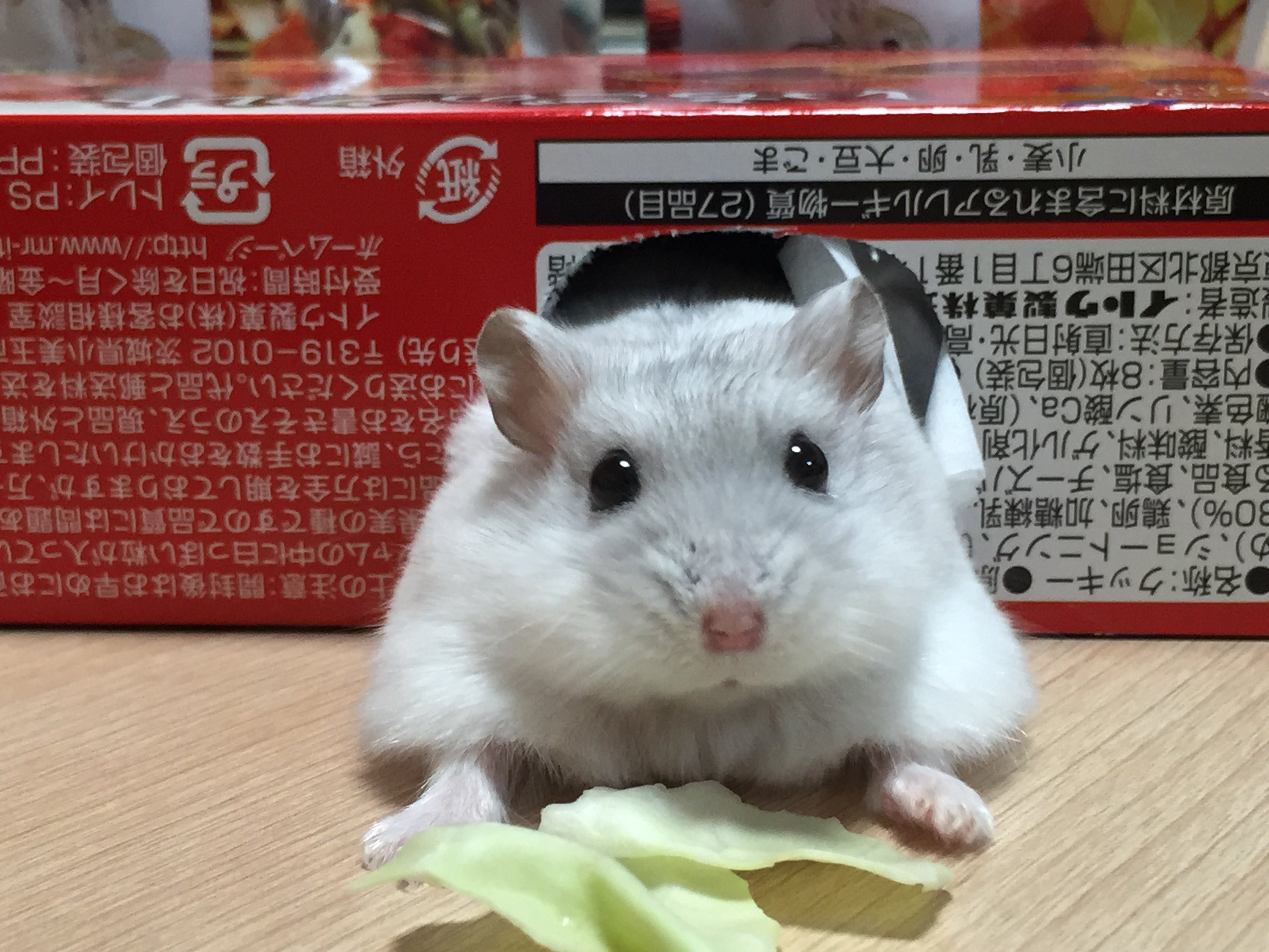 ハムスター　デパコスまとめ売り ハムスター デパコスまとめ売り 2023/05/29 Komochi 手乗りこ