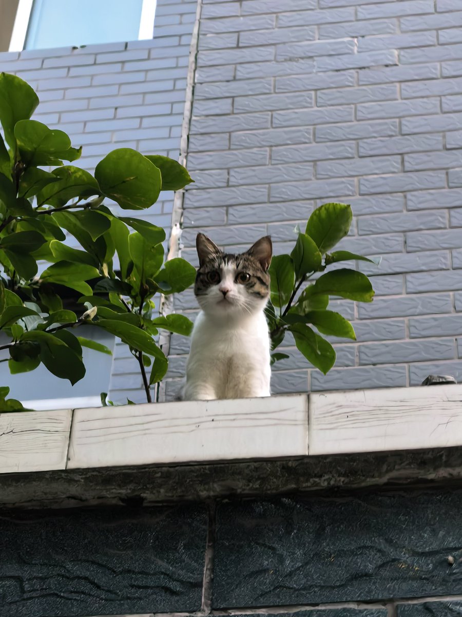 AloneFz0's tweet photo. 小猫露头 https://t.co/UhTlosoz93