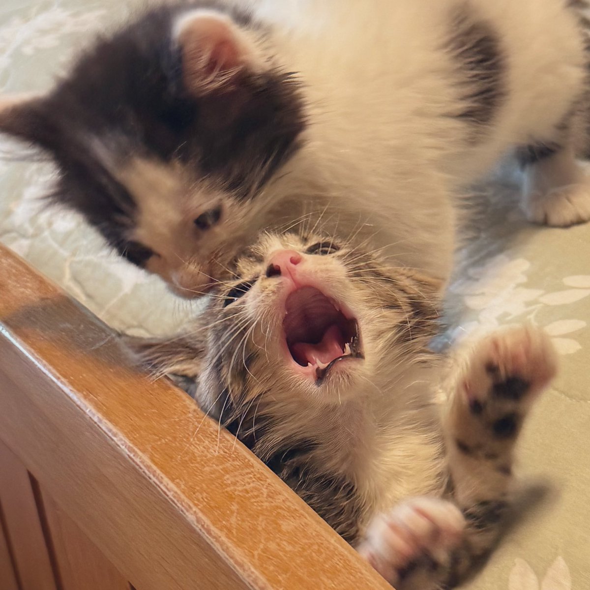 Mommmmmmmmm! Help me please. #Ernie #kittens #CatsOfTwitter #CatsOfX