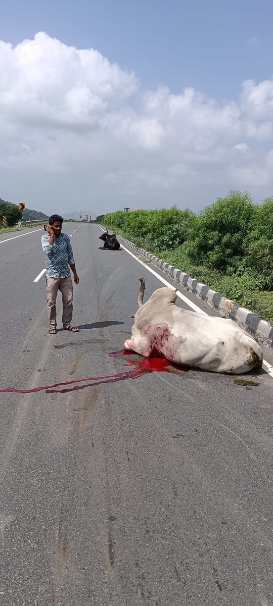 Sirohikiaawaz's tweet photo. #Sirohi सड़क हादसे में गोवंश गंभीर, इलाज को लेकर बढ़ी परेशानी, वन्य जीव प्रेमी मंगल मीणा ने उठाई आवाज, 
पालड़ी एम थाना क्षेत्र में अज्ञात वाहन की टक्कर से दो गोवंश गंभीर रूप से घायल हो गए। खून से लथपथ तड़पते मवेशियों को देखकर ॐ श्री गजानंद सेवा समिति अध्यक्ष ने तुरंत टोल कंपनी को सूचना दी, सामाजिक कार्यकर्ता मंगल मीणा के साथ पशु एंबुलेंस मौके पर पहुंची और रेस्क्यू ऑपरेशन कार्य शुरू किया गया, लेकिन आसपास सरकारी ट्रॉमा सेंटर की सुविधा न होने से इलाज में भारी दिक्कत हो रही है, कई गौशालाएं घायल गोवंश को लेने से इनकार कर देती हैं, जिससे इन्हें दूर ले जाना पड़ता है और कई बार बीच रास्ते में ही उनकी मौत हो जाती है

स्थानीय लोग आरोप लगा रहे हैं कि जिम्मेदार विभाग इस गंभीर स्थिति पर ध्यान नहीं दे रहे, जबकि गोवंश की सुरक्षा और उपचार के लिए ठोस कदम उठाए जाने बेहद जरूरी हैं।