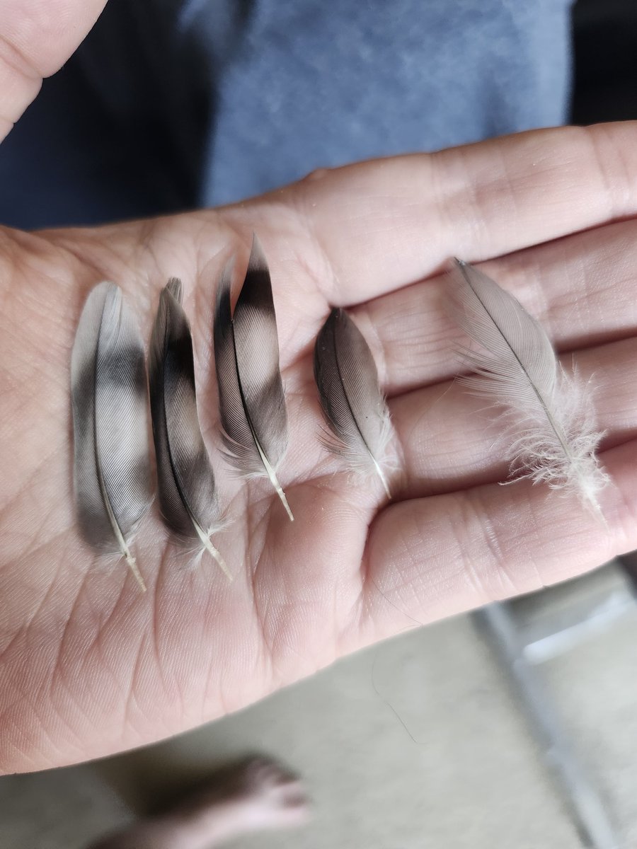 LadyVader is Five Birds Cosplaying A Human tweet media