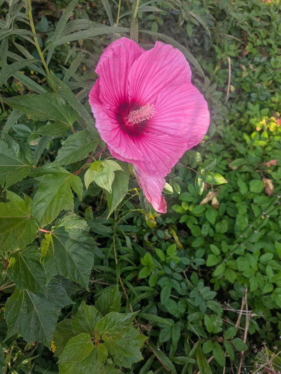 🌺