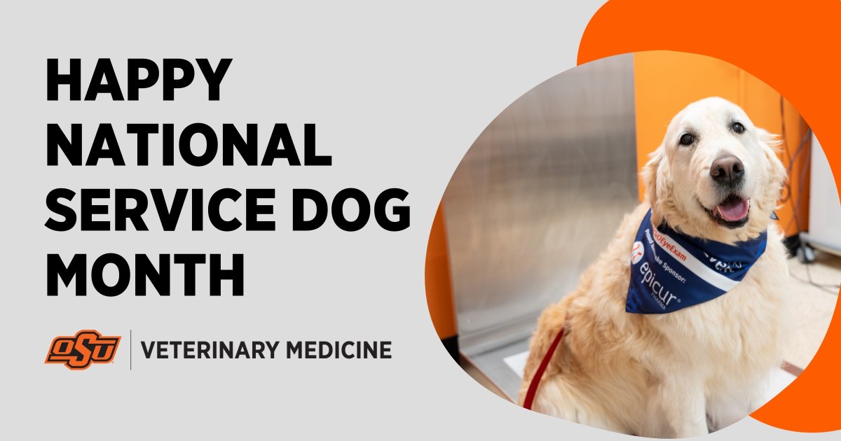 🐾 September is National Service Dog Month! We celebrate the incredible dogs who provide life-changing support to their handlers and the veterinarians dedicated to keeping them healthy. 🧡

#ServiceDogs #NationalServiceDogMonth #OkStateVetMed