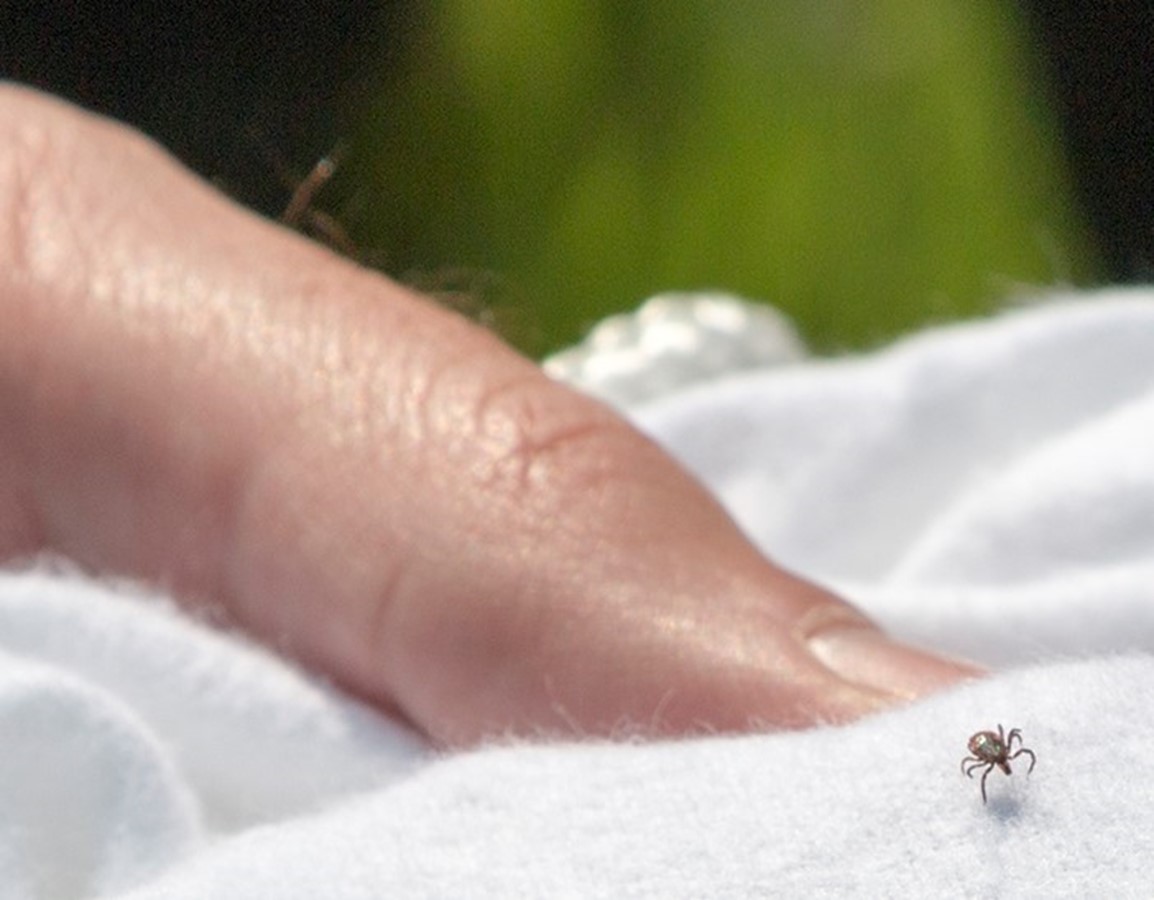 TOPublicHealth's tweet photo. It’s true, Lyme disease can be a serious illness. The disease is spread to humans by a bite from a blacklegged tick that is infected with the Borrelia burgdorferi bacteria.
We follow up on any reported human cases in Toronto.
More info: https://t.co/Dpnfr122QK
#TickTalkTO https://t.co/pxI2RBe4Wo