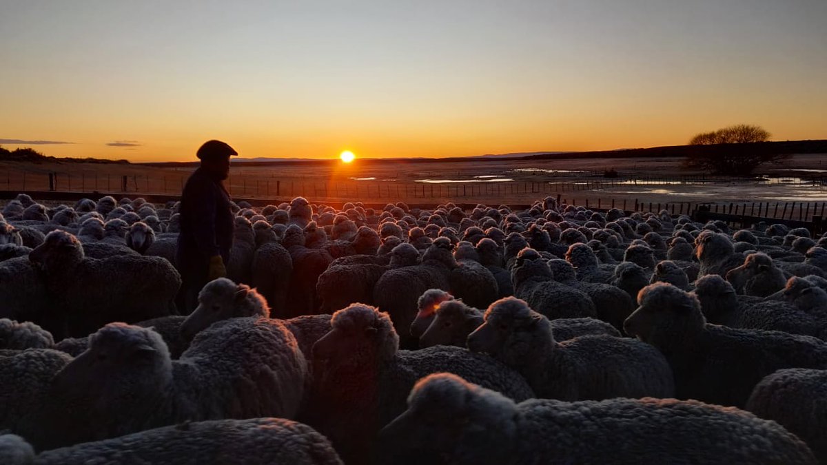 Informe de precios
Datos del ganado en toda la #Patagonia procesados por <a href="/intaargentina/">INTA</a>.  
Confiable referencia de tendencias y consumos de carnes en nuestro territorio. En esta entrega,  la información de agosto👉bit.ly/4glWnAq