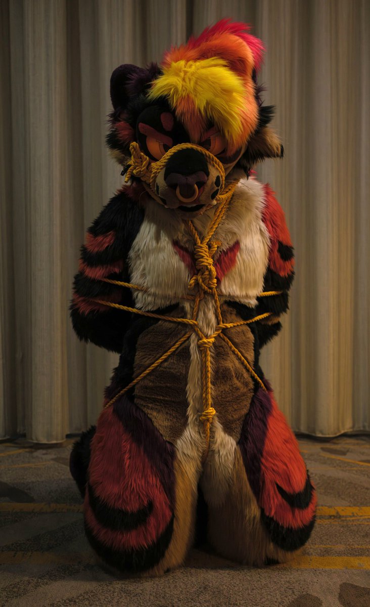 sitting pretty this #TiedUpTuesday

🧵: <a href="/sheenitude/">Sheenitude</a> 
🪢: <a href="/SebbySpresso/">SebbySpresso, The Feine Bean, NOT A NEWT 🔜Furpoc</a>
📸: <a href="/butlerisatiger/">Butler</a>