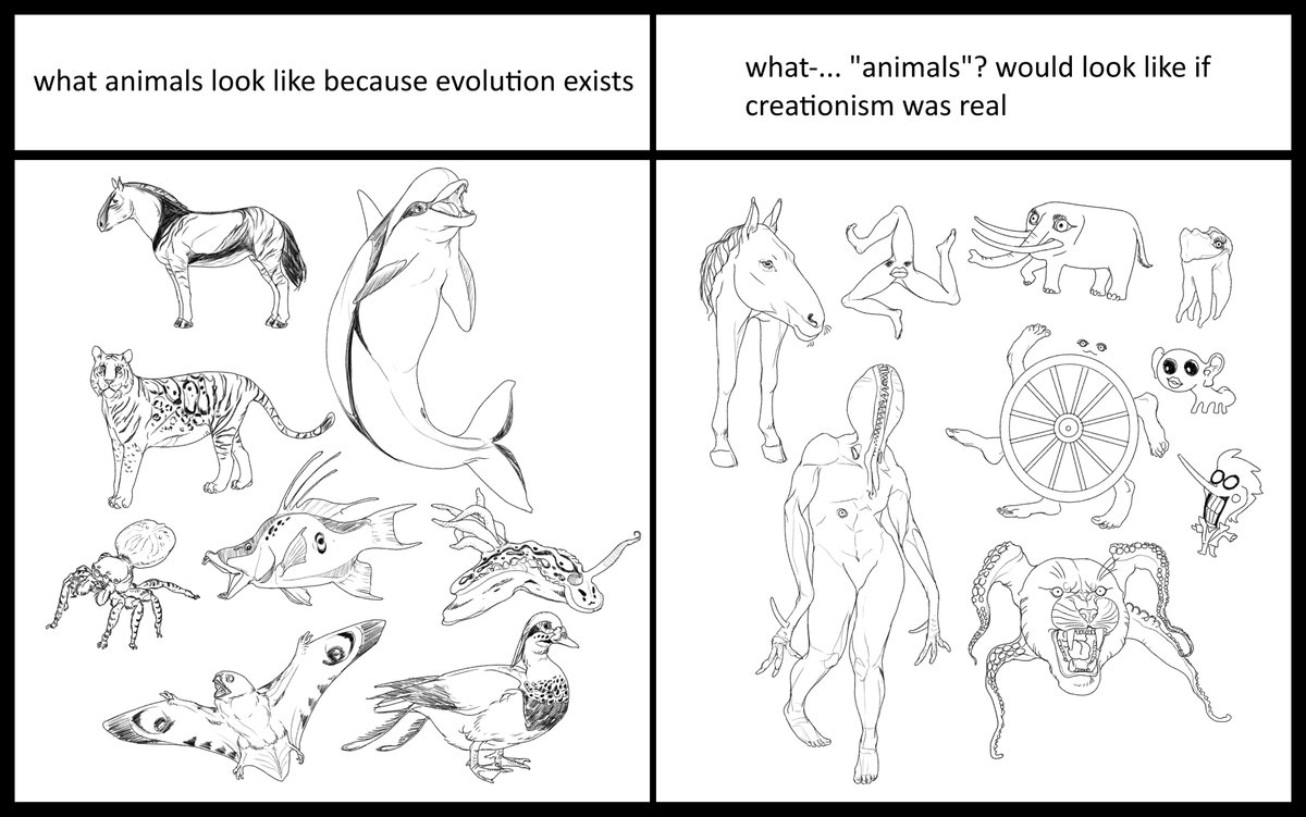 If you ever want to dunk on some science deniers or try to snap them out of the anti-intellectualist cult, show them these. All of these are real bones that I personally obtained through corpses that I personally found or got due to my pets' passing.
#Anatomy #evolution #science