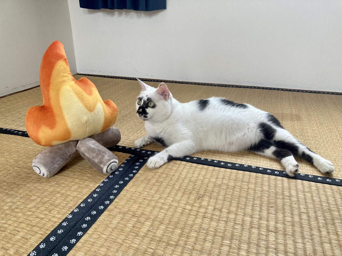 muddycat_atami's tweet photo. うちにでけえのある https://t.co/oVNnYd6VBb