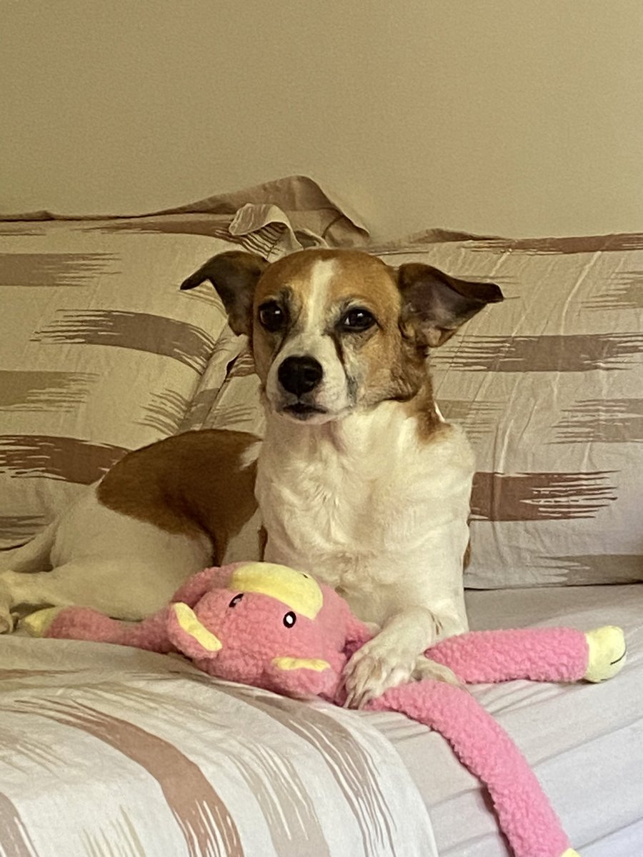 jikooksung's tweet image. ministra alexandra de moraes julgando #vigiar #punir