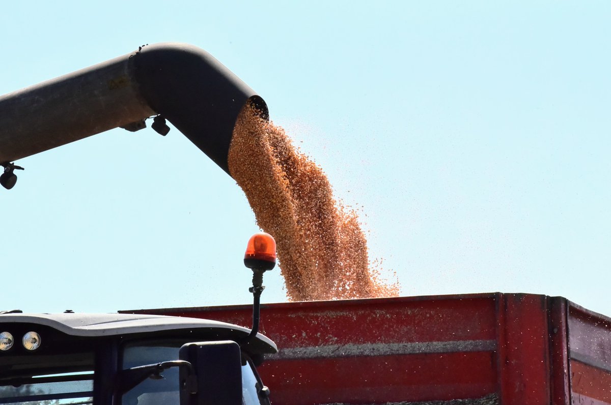 La collecte a démarré ! Un grand merci à toutes celles et ceux qui rendent possible cette étape clé, sur le terrain comme dans nos sites de collecte où l'on travaille le grain, véritable savoir-faire de nos équipes 👏