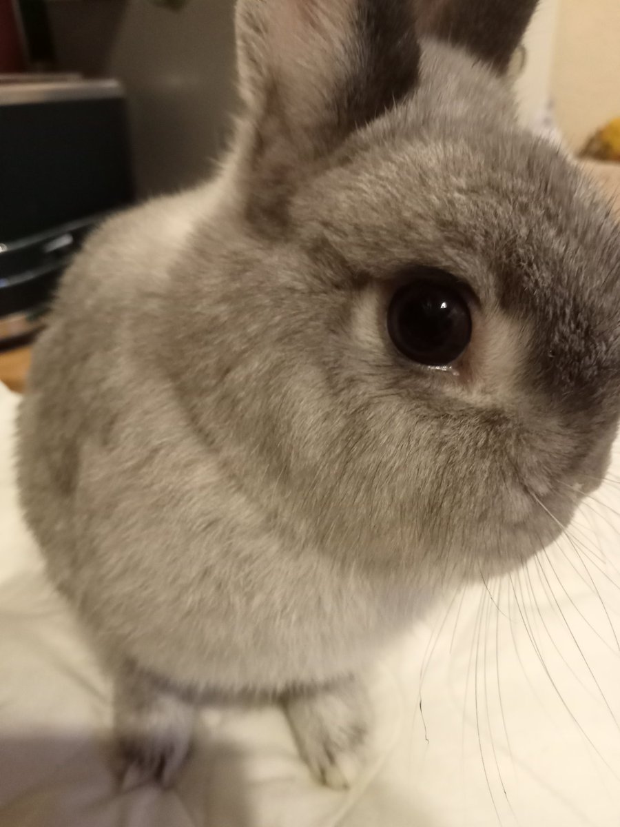 A sad day today. Bobbin has died unexpectedly, leaving Ben alone again. He was well loved for the time he was here.