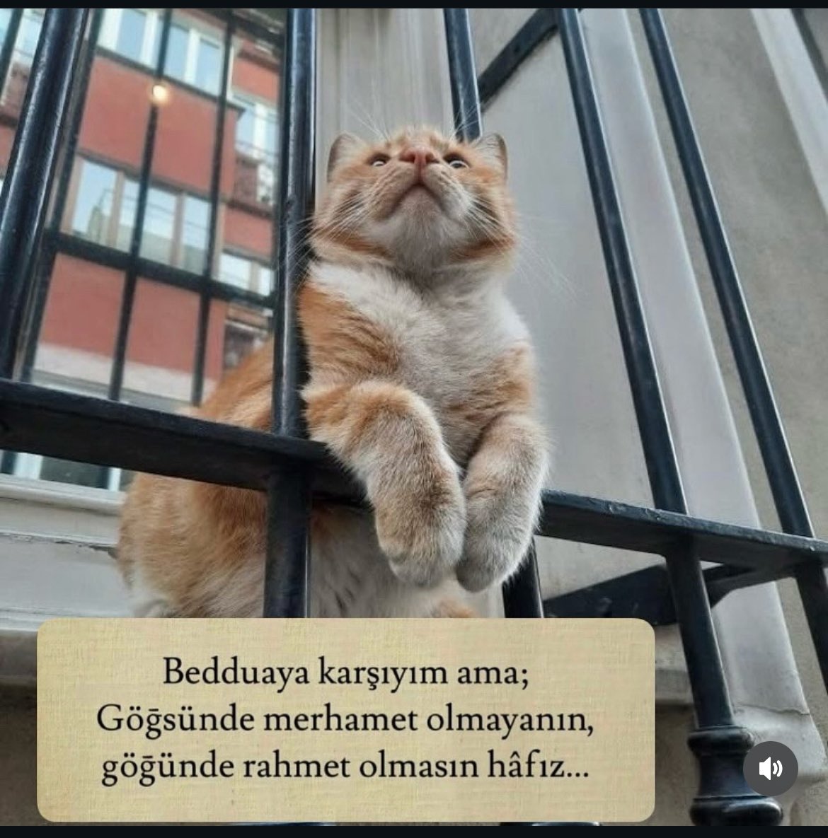 f_uvezoglu's tweet photo. Herkese kalbi gibi bir hayat diliyorum 
#kedileredokunma 
#kedilihayat
#SokakKedileriniToplama 
#SokakHayvanlarıSahipsizDeğil #SokakKöpekleriniToplama 
#sokakhayvanlarımahallesakinidir https://t.co/KI9jBANS83