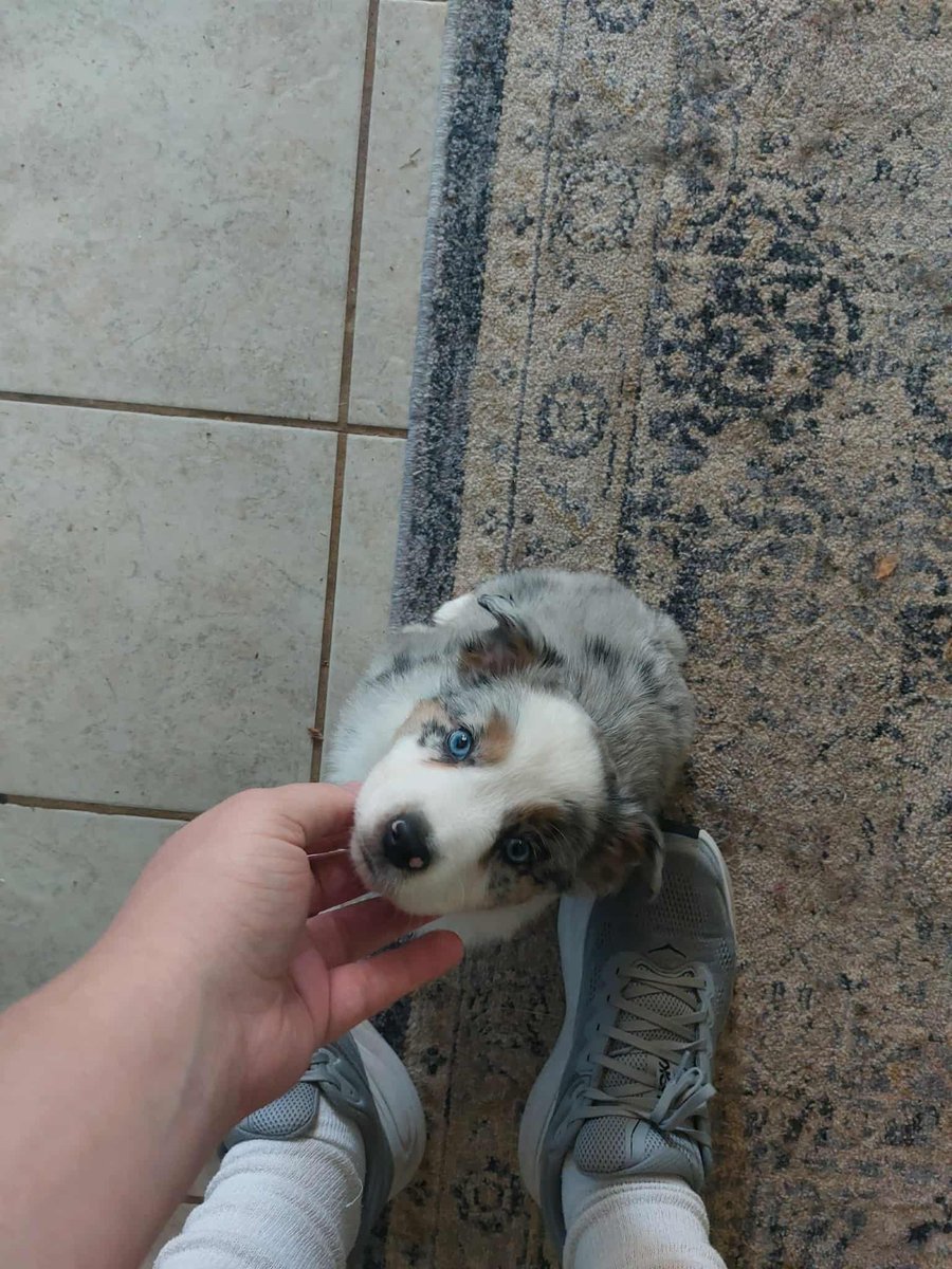 Got a new mini Australian Shepard yesterday! Picked him up from WV on my way back from my vacation. His name is Frodo is he is the fluffiest little nugget you ever did see.