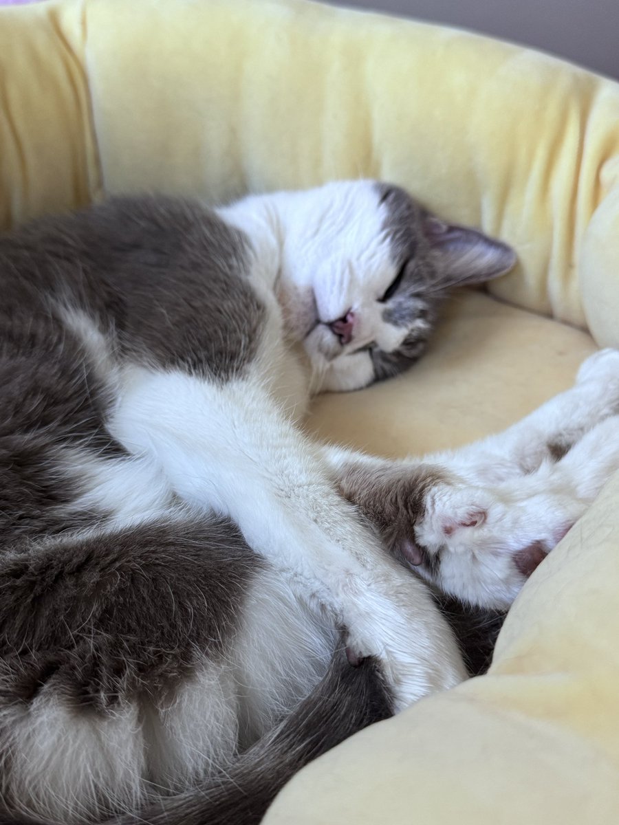 ruutuber's tweet photo. they say when you know, you know.
15 years ago I found my soul mate in a furry friend. tomorrow we have to say goodbye.

to my sweet, smart girl. no amount of time with you would ever be enough. thank you for choosing me, I hope you do it again in our next life. https://t.co/oWW9aGW9wW
