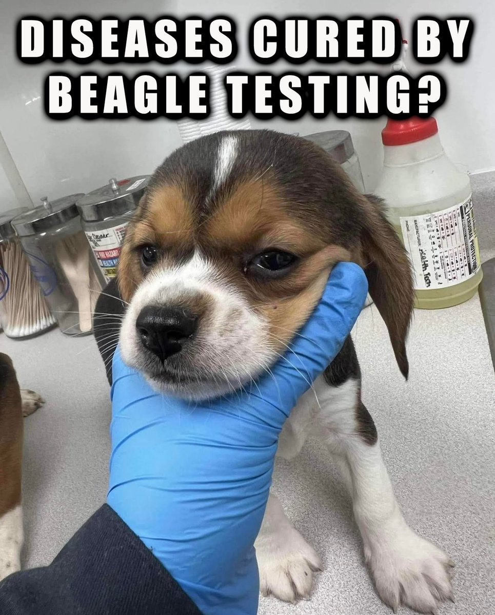 Dear X Family, Please Retweet ❤️ to Educate Our Detractors.

What specific diseases have been cured as direct result from testing on beagles? 🤔

That’s an important question — and one the industry often uses to justify breeding and experimenting on beagles. 

The truth is: No